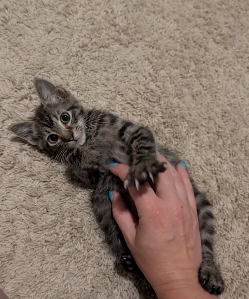 BELL - Tabby available for adoption
