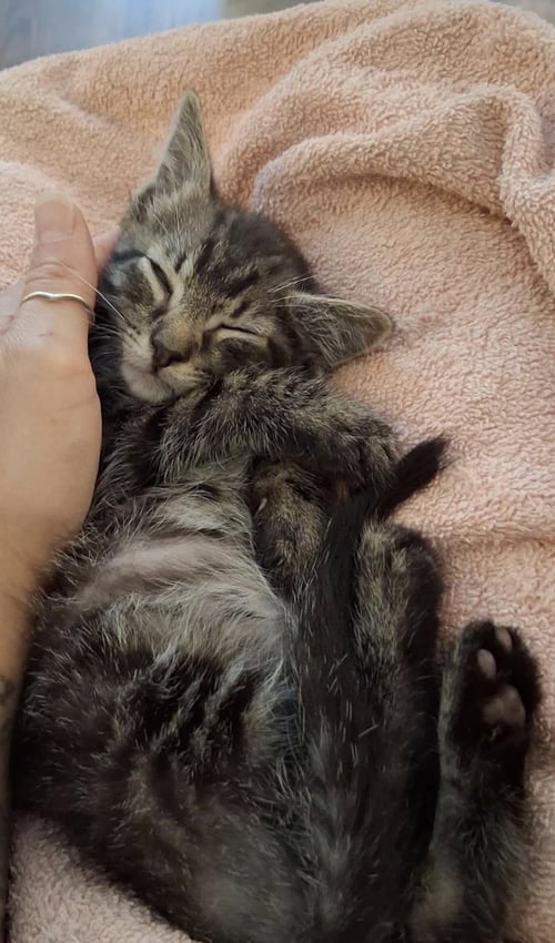 BELL - Tabby available for adoption