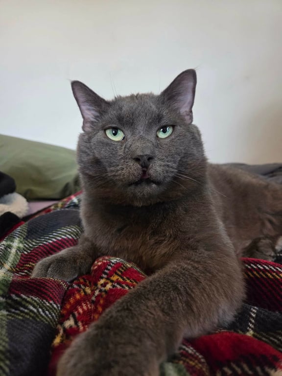 Toby Image