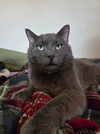 Toby - Photo 1