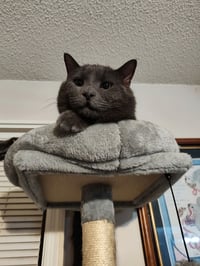 Toby - Photo 2