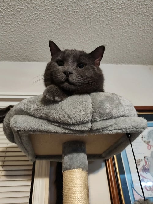 TOBY - Domestic Medium Hair / Russian Blue available for adoption