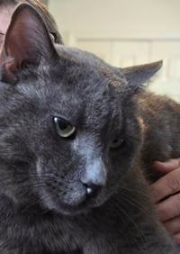 Toby - Photo 3