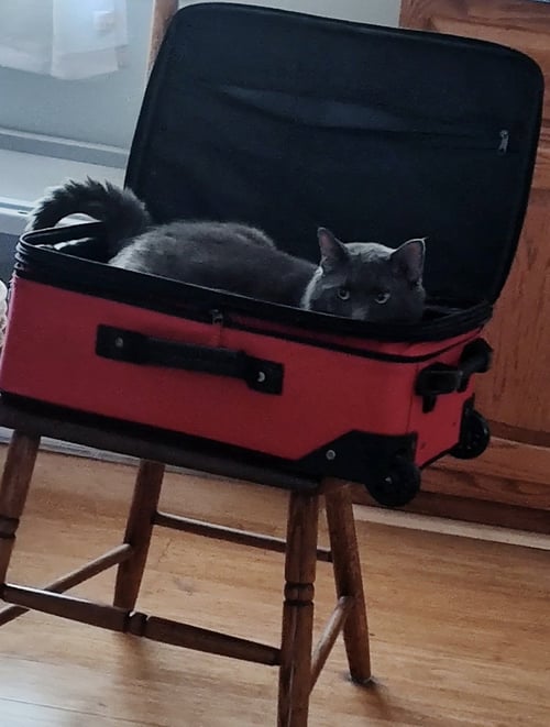 TOBY - Domestic Medium Hair / Russian Blue available for adoption