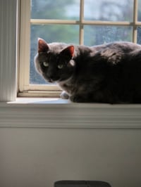 Toby - Photo 3