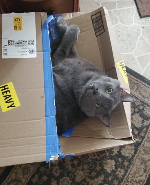 TOBY - Domestic Medium Hair / Russian Blue available for adoption