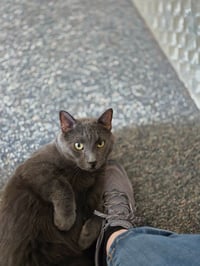 Toby - Photo 4