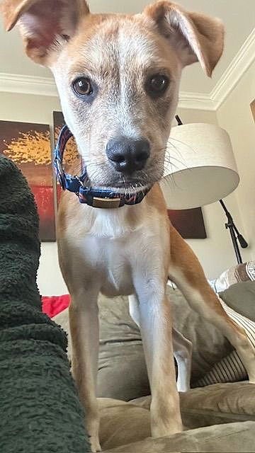 LUCILLE - Hound / Terrier for adoption in Harrisburg