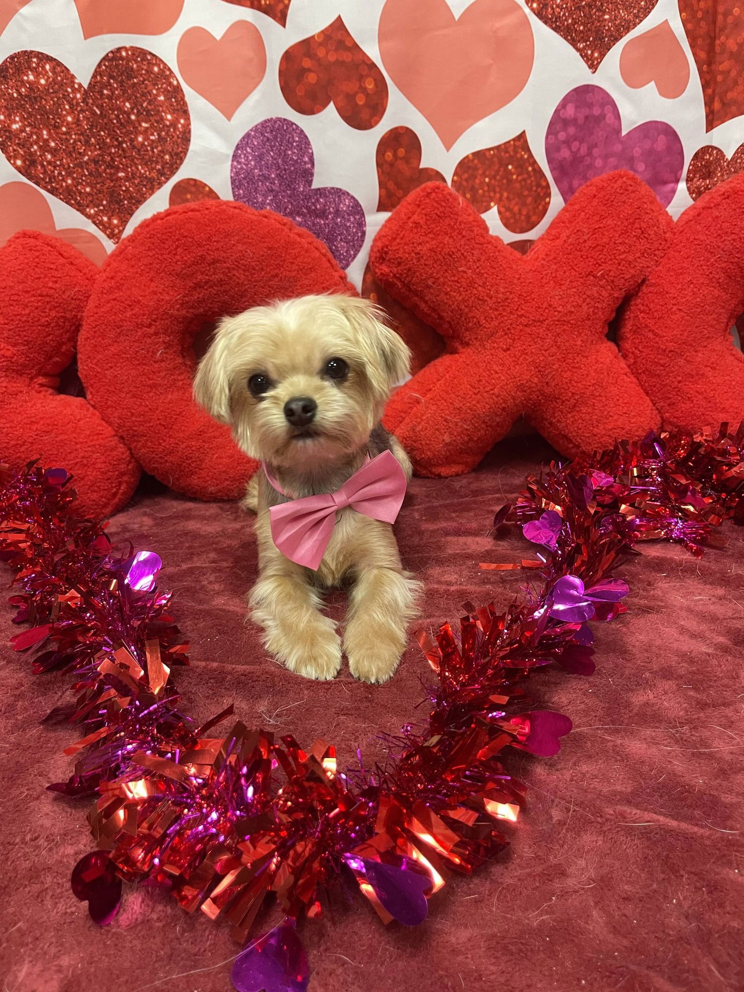 COOKIE - Yorkshire Terrier Yorkie available for adoption