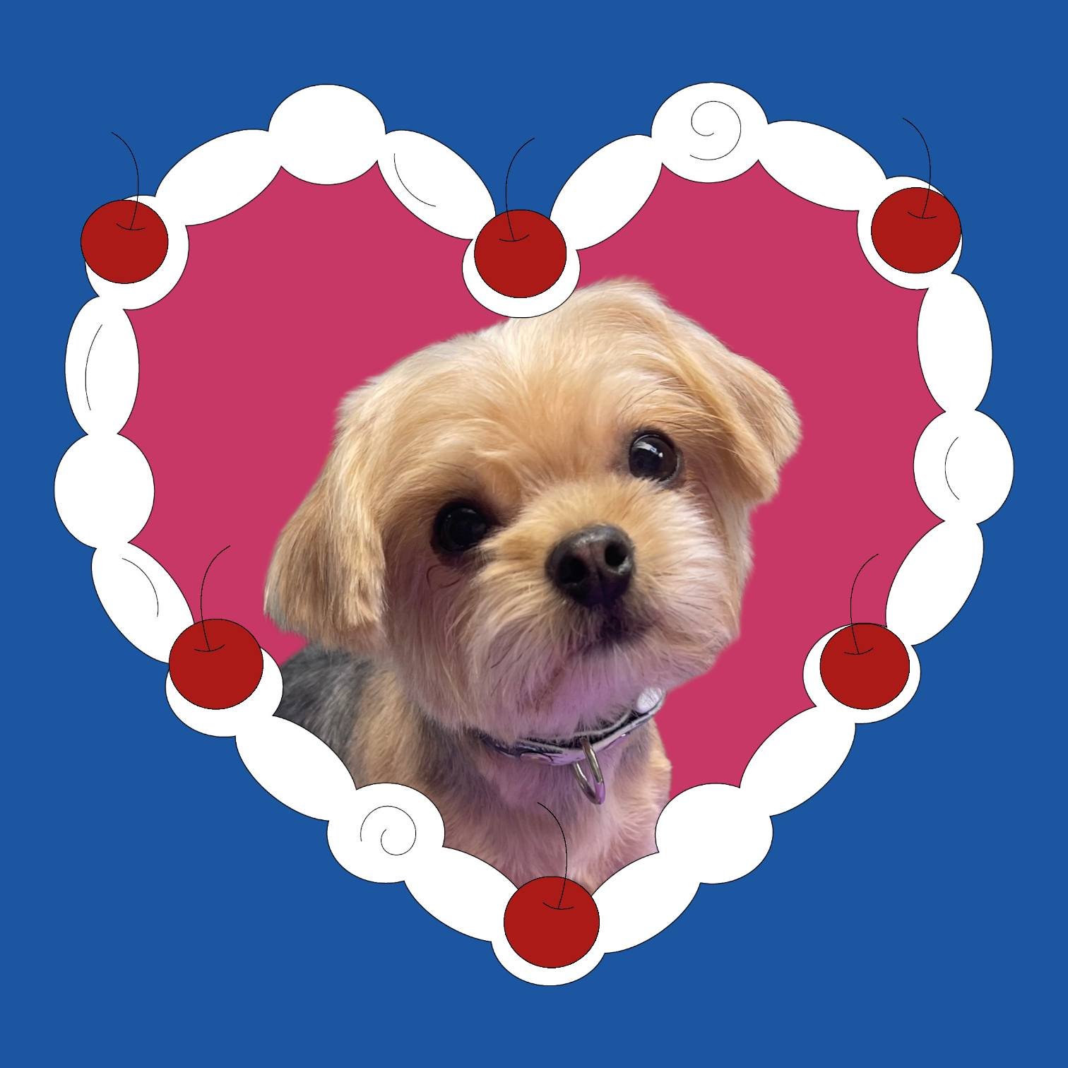 COOKIE - Yorkshire Terrier Yorkie available for adoption