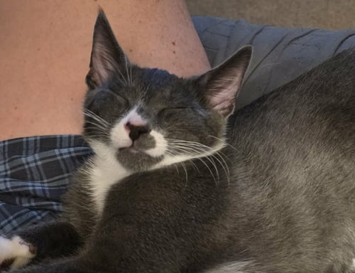KELVIN - Domestic Short Hair available for adoption