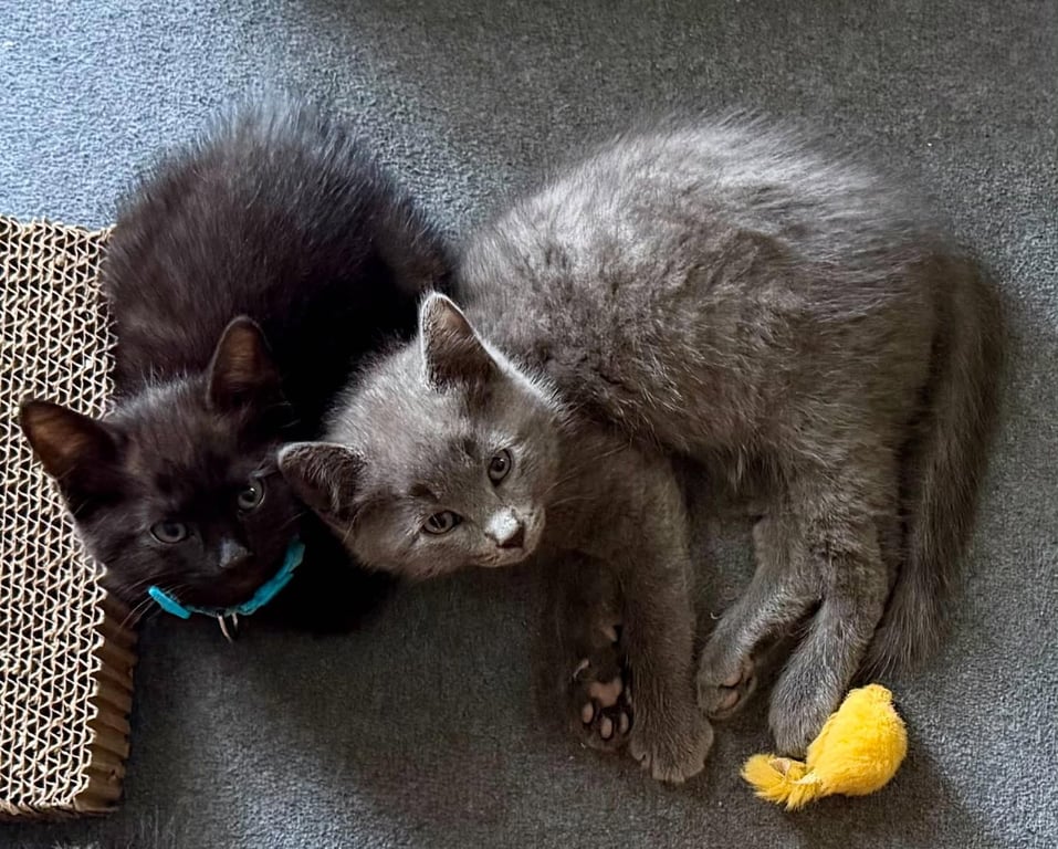 Fred & Ricky Image