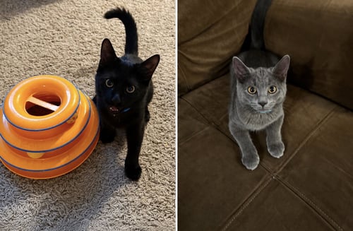 FRED & RICKY - Domestic Medium Hair available for adoption