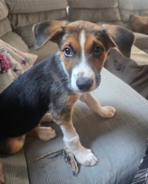 WESTON - Beagle available for adoption