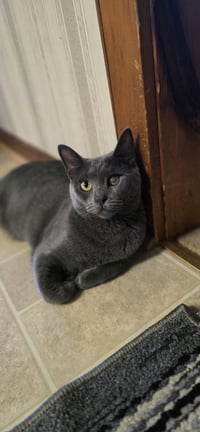 Enzo - Photo 2