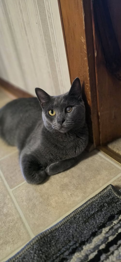 ENZO - Domestic Short Hair available for adoption