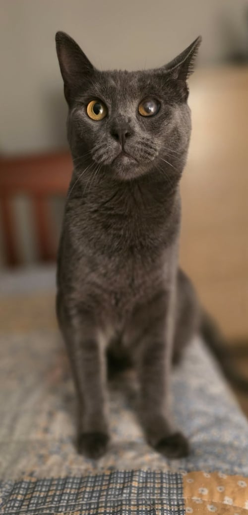 ENZO - Domestic Short Hair available for adoption