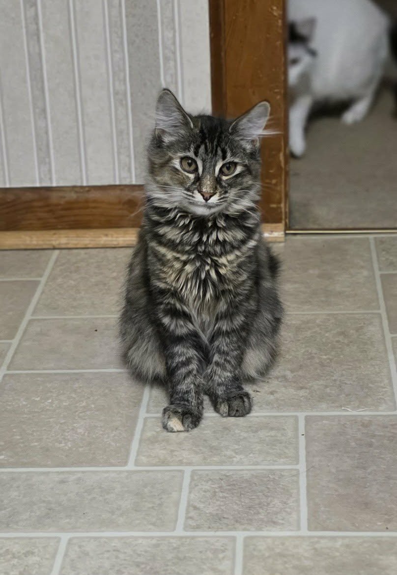 HARLOW - Domestic Medium Hair available for adoption