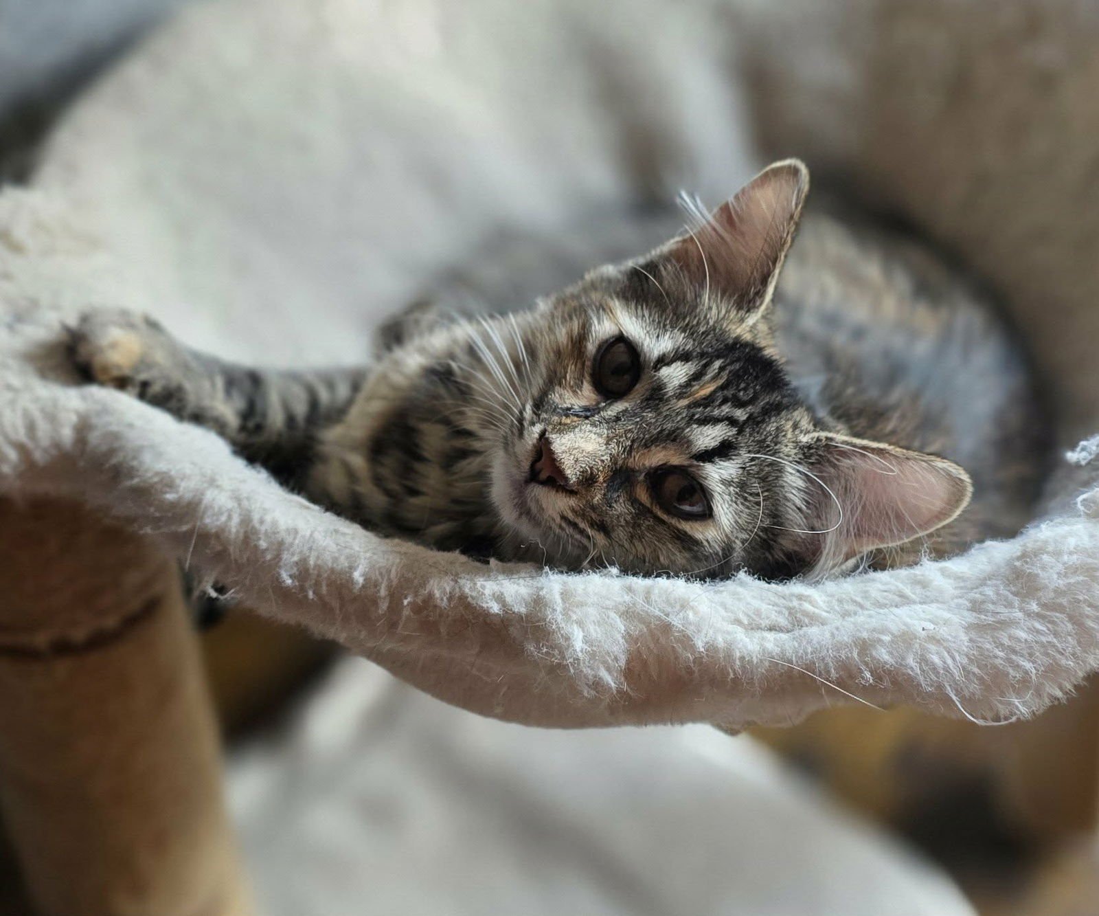 HARLOW - Domestic Medium Hair available for adoption