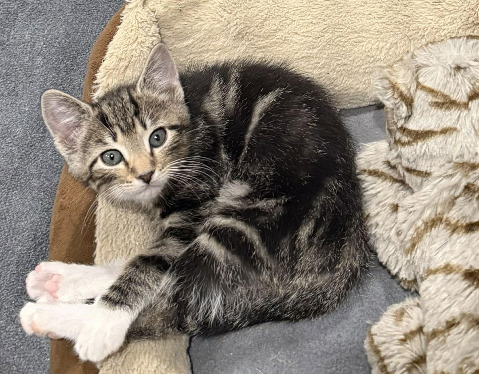 PENELOPE - Domestic Short Hair available for adoption