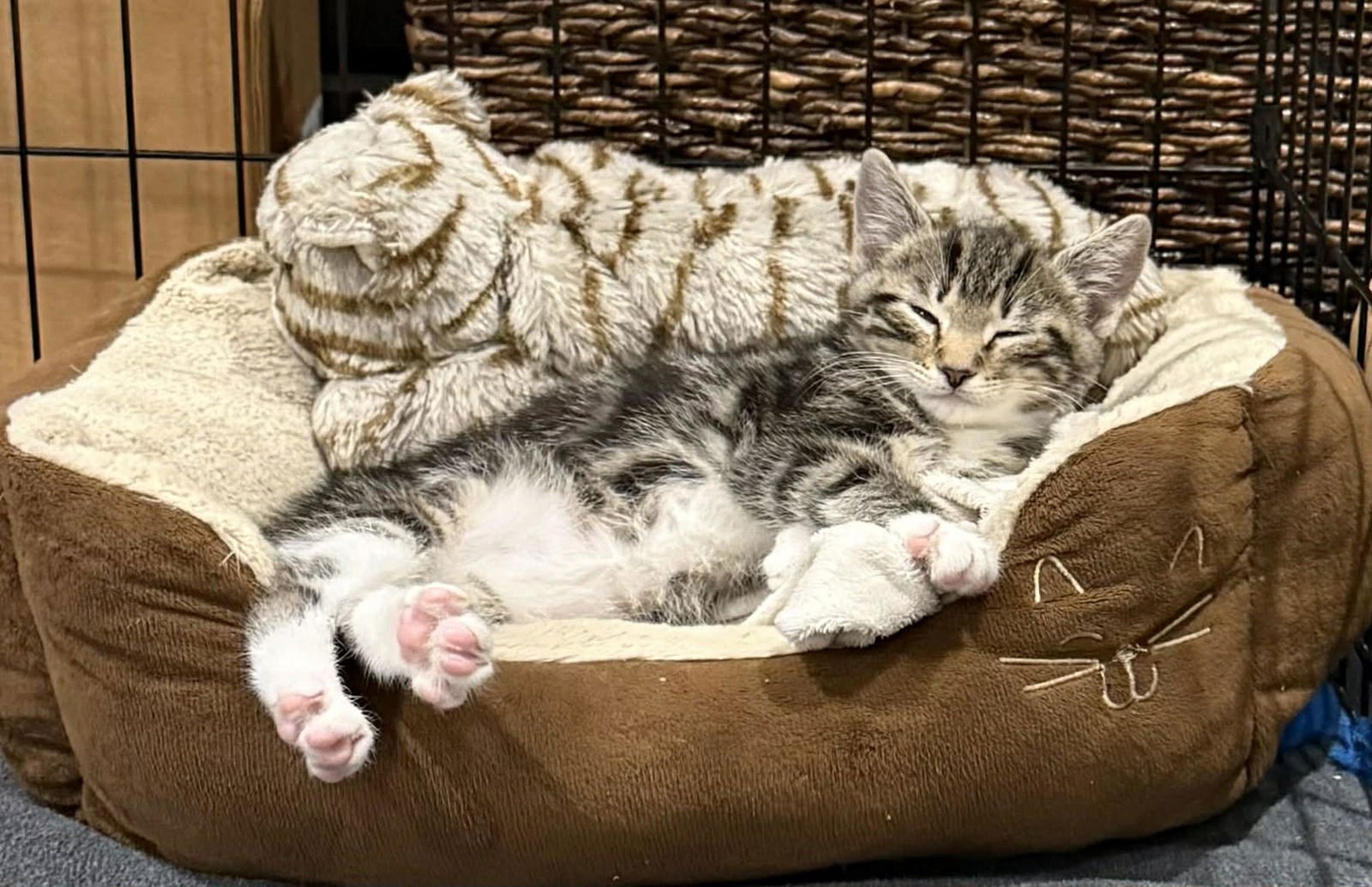 PENELOPE - Domestic Short Hair available for adoption