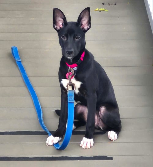 HANNA - Shepherd / Labrador Retriever available for adoption