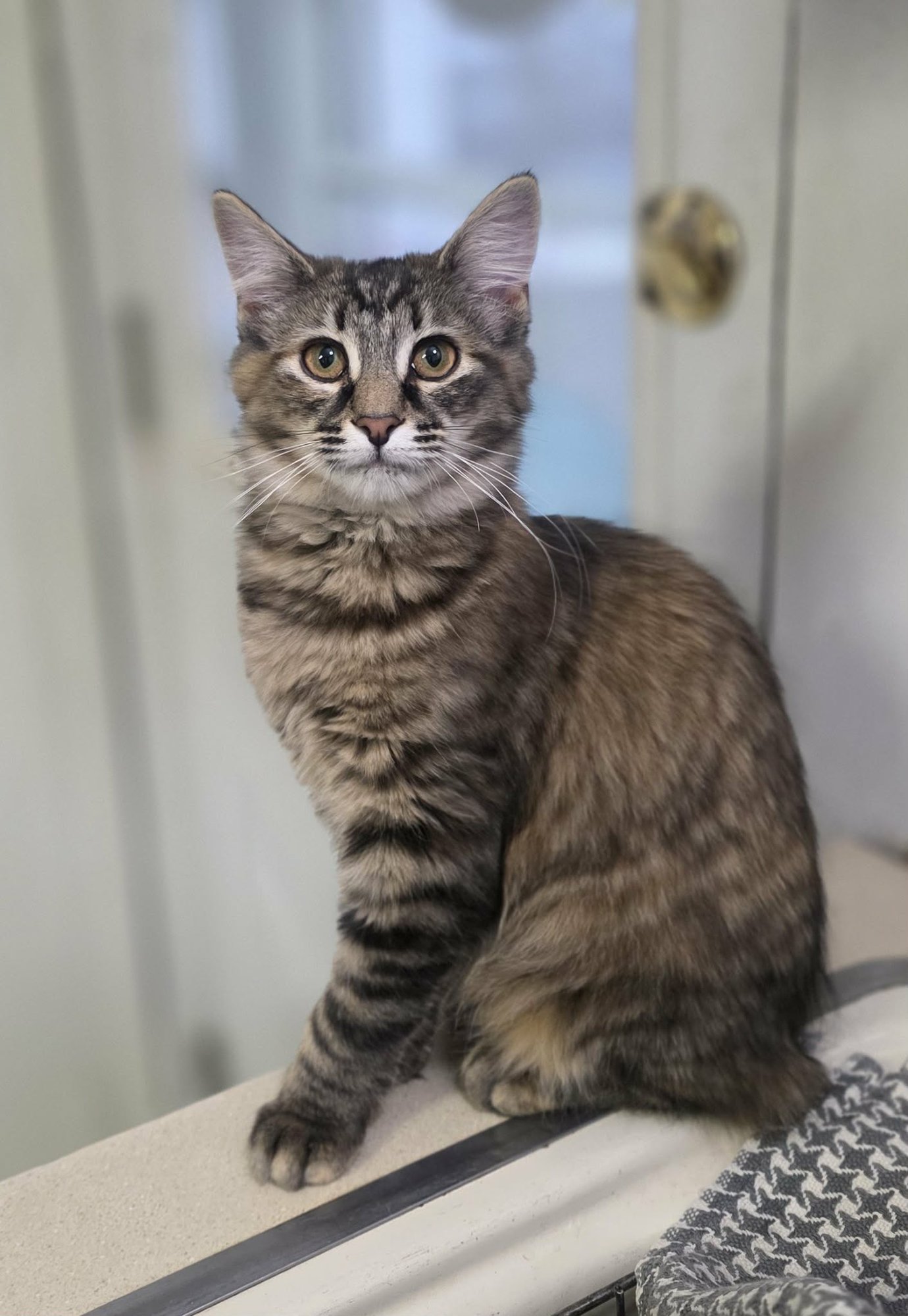 HAILEY - Domestic Long Hair / Torbie available for adoption