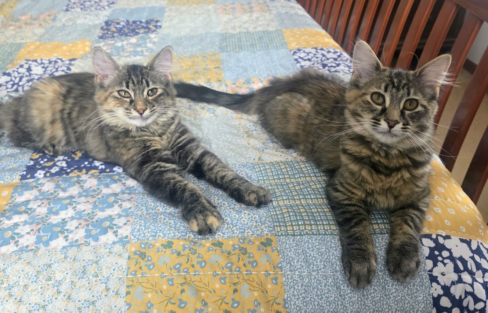 HAILEY - Domestic Long Hair / Torbie available for adoption