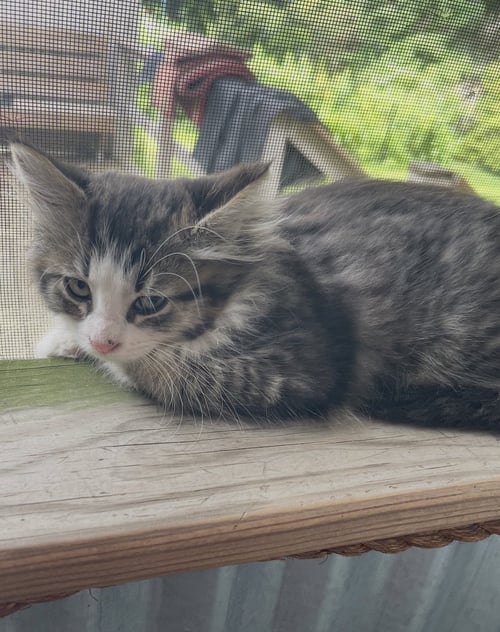 ELOISE - Domestic Medium Hair / Tabby available for adoption