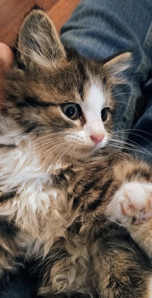 ELOISE - Domestic Medium Hair / Tabby available for adoption
