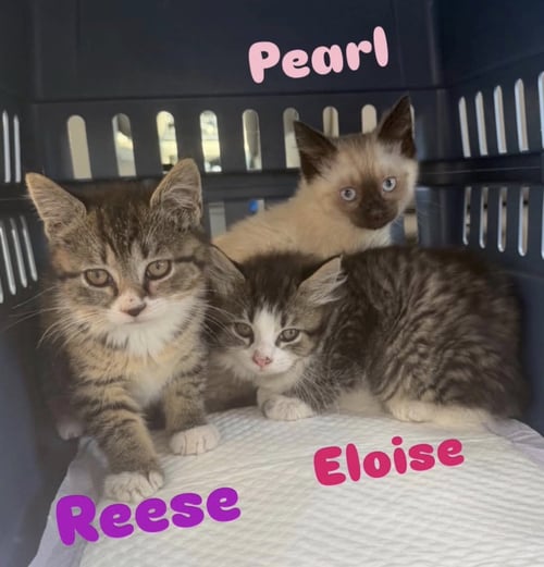 ELOISE - Domestic Medium Hair / Tabby available for adoption