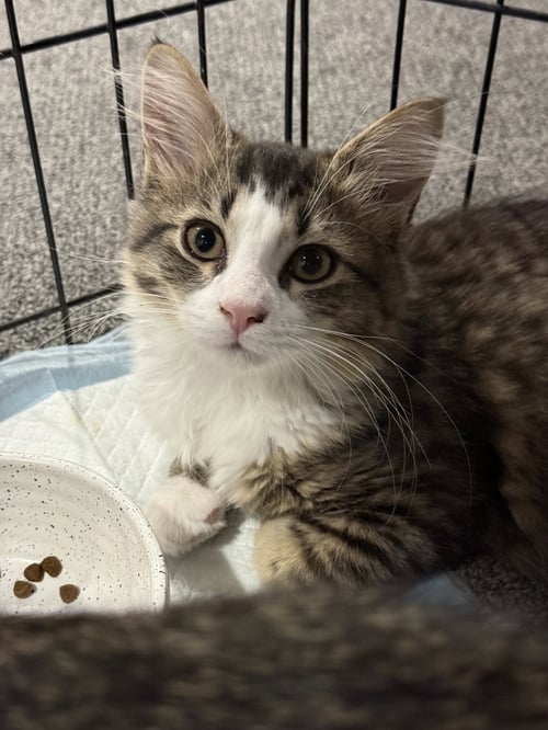 ELOISE - Domestic Medium Hair / Tabby available for adoption