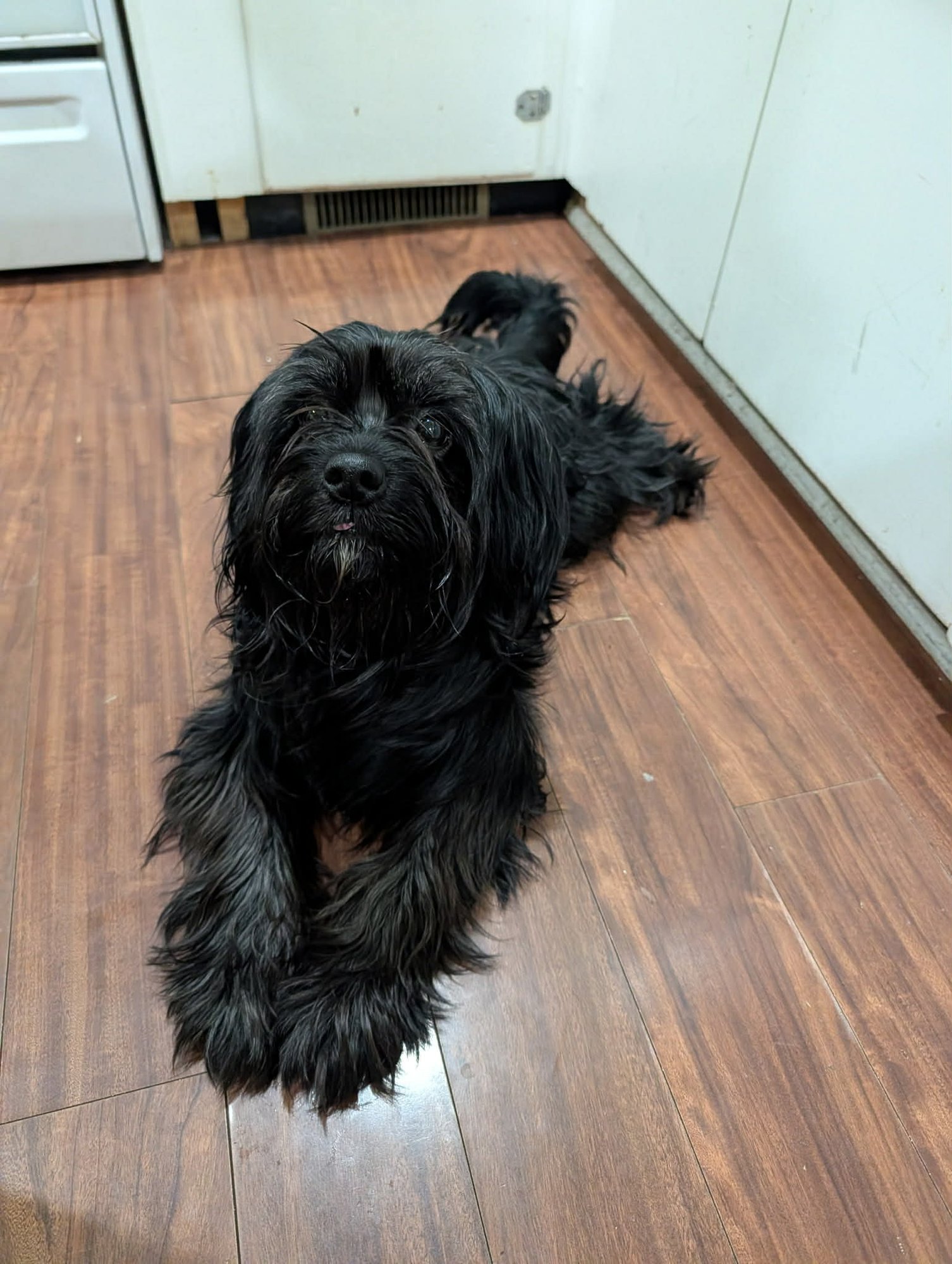 OBI - Cockapoo available for adoption