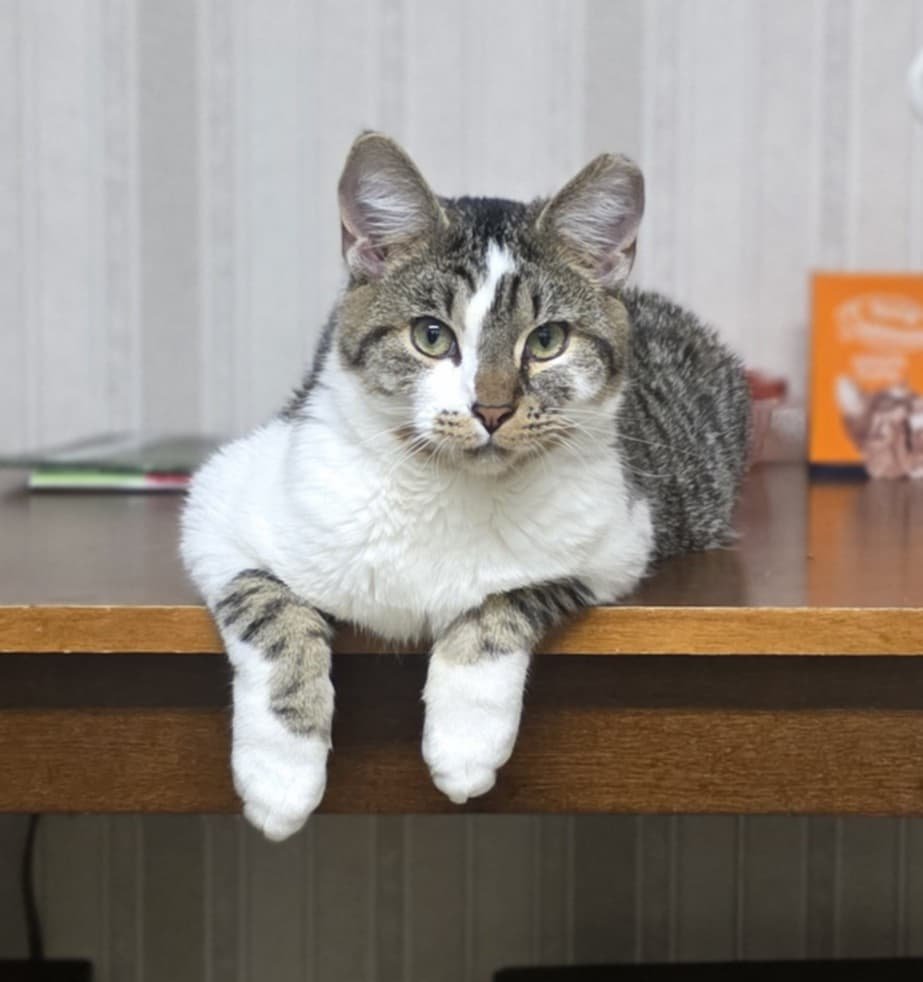 GEORGE - Domestic Short Hair available for adoption