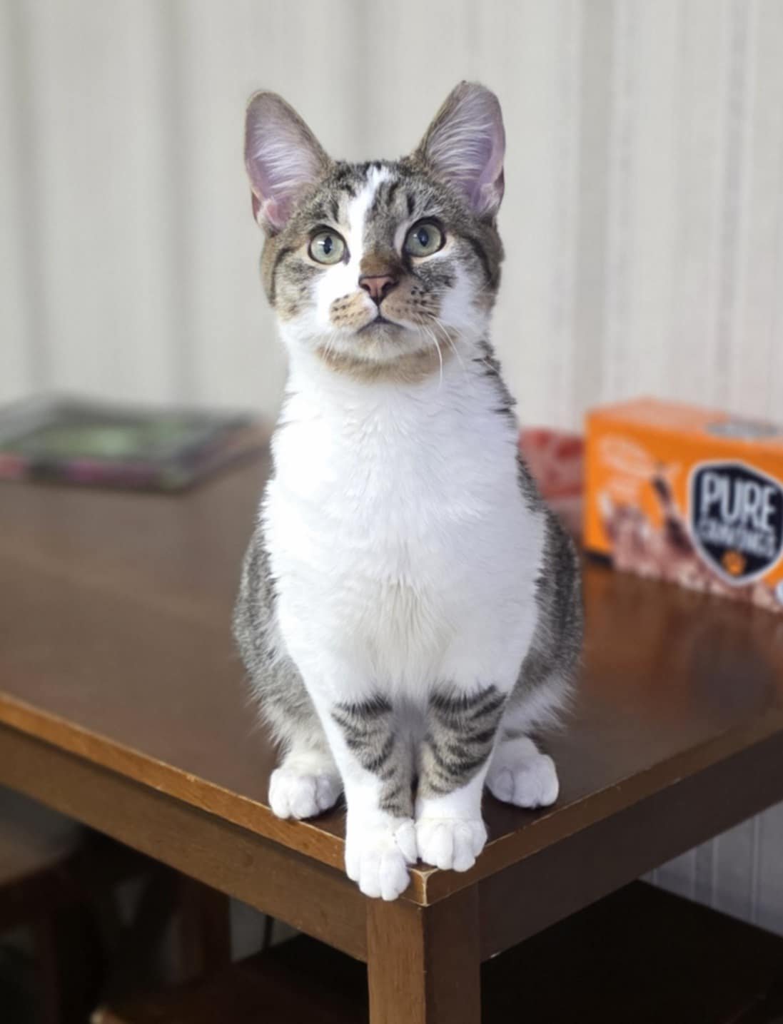 GEORGE - Domestic Short Hair available for adoption