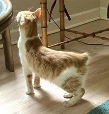 LUKE - NC - Manx / Bobtail for adoption in High Point