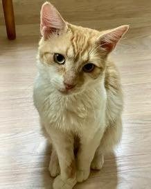 LUKE - NC - Manx / Bobtail available for adoption