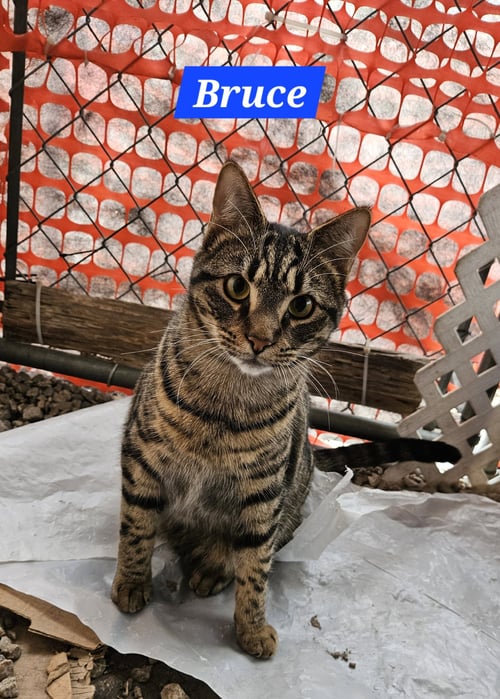 BRUCE BANNER - NC - Domestic Short Hair / Tabby for adoption in High Point