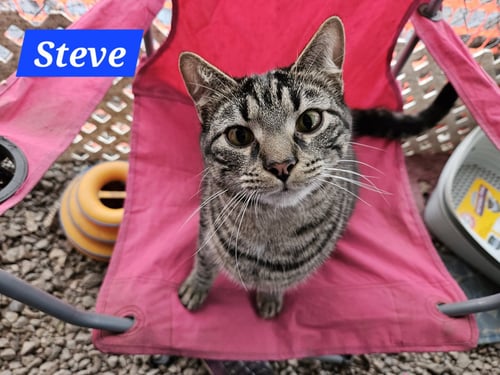 STEVE ROGERS  - NC - Domestic Short Hair / Tabby for adoption in High Point