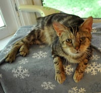 Catsby - Photo 4
