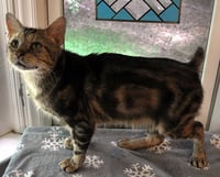 Catsby - Photo 2