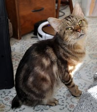 Catsby - Photo 3