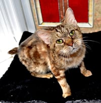 Catsby - Photo 1