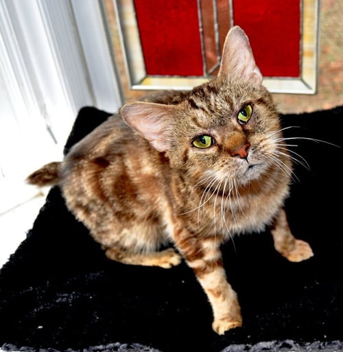 CATSBY - Bobtail / Manx for adoption in High Point