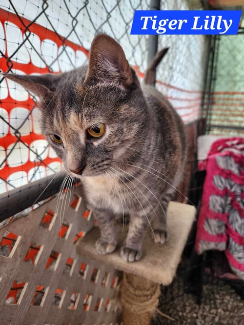 TIGER LILLY - NC - Domestic Short Hair / Dilute Tortoiseshell available for adoption