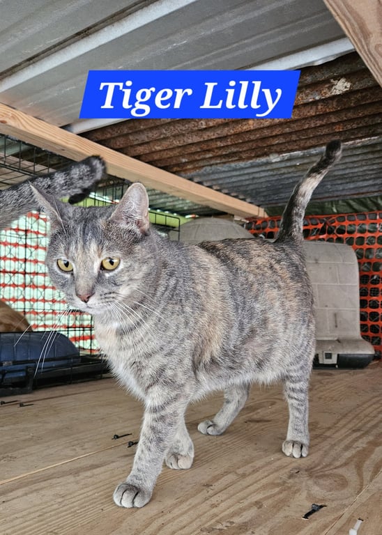 Tiger Lilly - NC Image