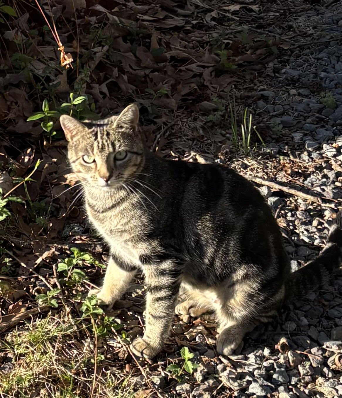 KIKI - NC - Domestic Short Hair / Tabby available for adoption