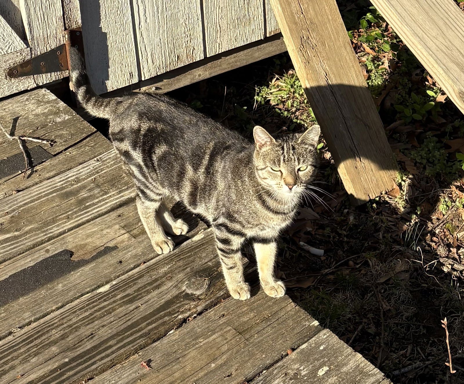 KIKI - NC - Domestic Short Hair / Tabby available for adoption
