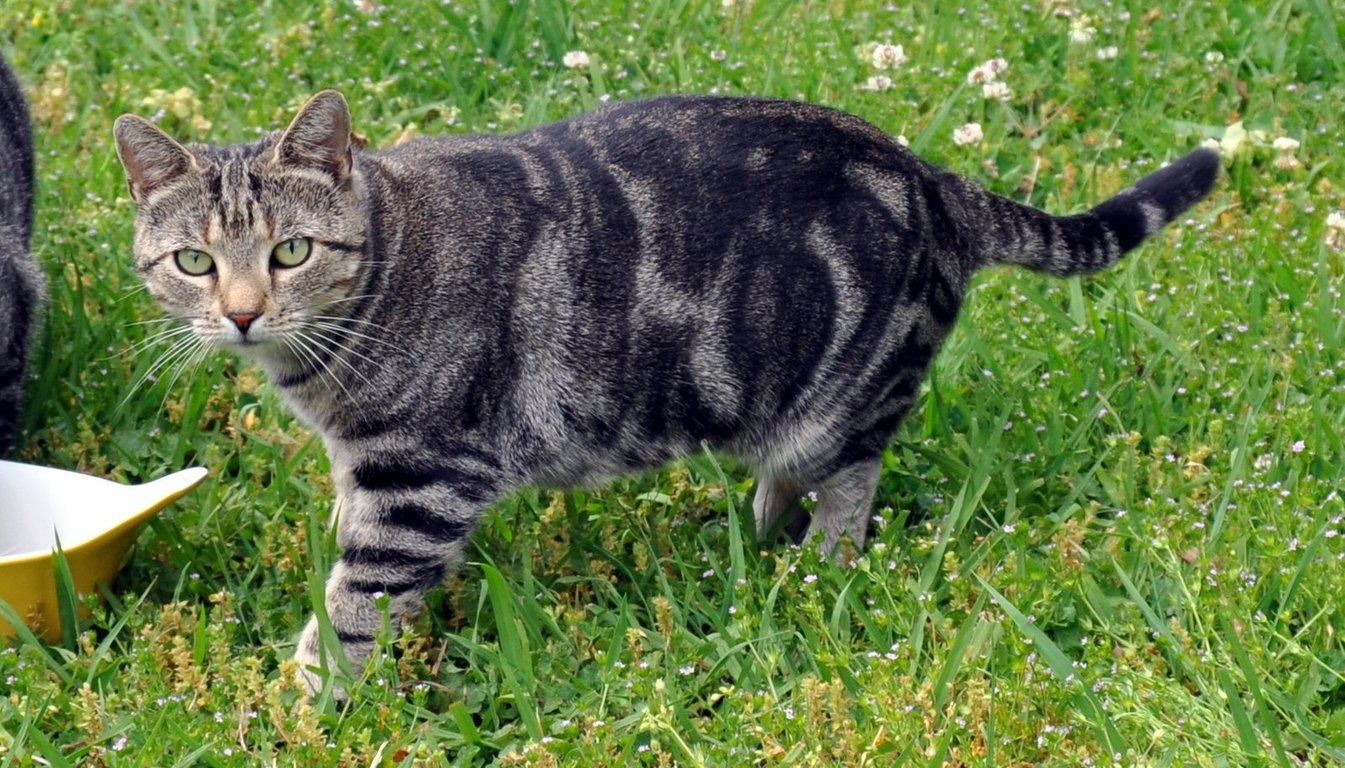 Kiki - NC Image
