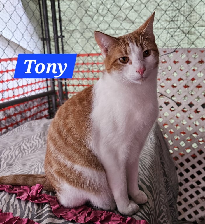 Tony Stark - NC Image